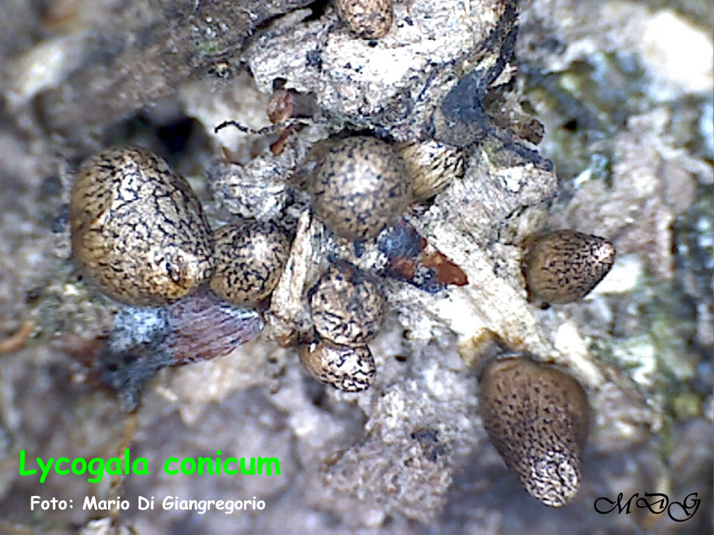 Lycogala conicum